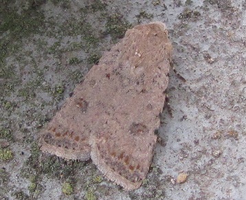 Noctuidae da ID - Caradrina (Paradrina) cfr. clavipalpis